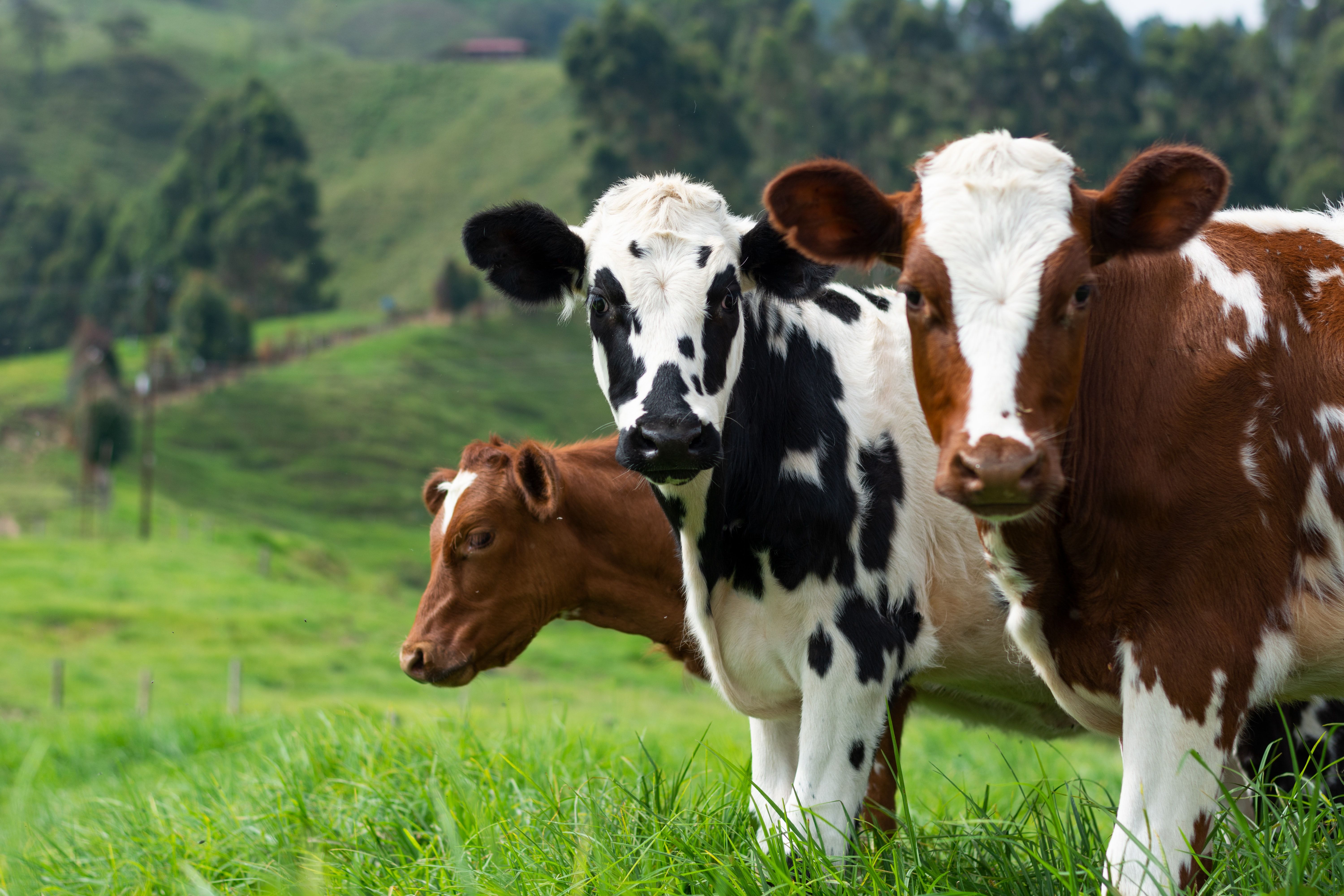 Cows Grej Cows Grej